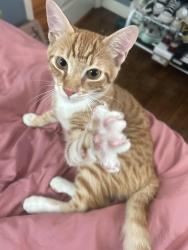 Lost Male Cat last seen Raymond & Commonwealth, Fullerton, CA 92831