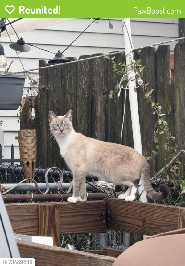 Reunited Male Cat last seen 9th and Oklahoma, Milwaukee, WI 53215