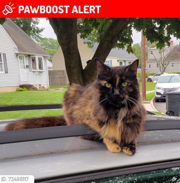 Lost Female Cat last seen Sherwood and Regina, Hamilton Township, NJ 08619