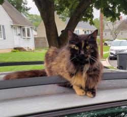 Lost Female Cat last seen Sherwood and Regina, Hamilton Township, NJ 08619