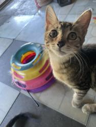 Reunited Female Cat last seen N Clarke Rd, Ocoee, FL 34761