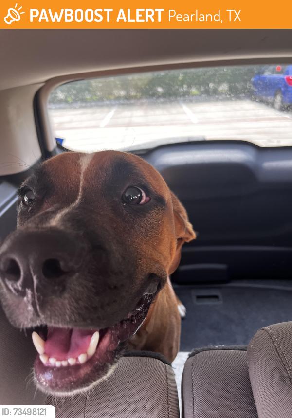 Found/Stray Male Dog last seen Reid blvd and Hughes ranch road, Pearland, TX 77581