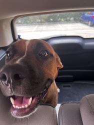 Found/Stray Male Dog last seen Reid blvd and Hughes ranch road, Pearland, TX 77581