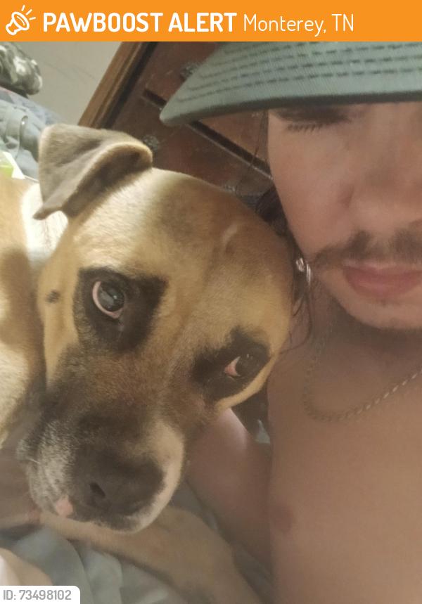 Found/Stray Male Dog last seen Highway 70 to I-40, Monterey, TN 38574