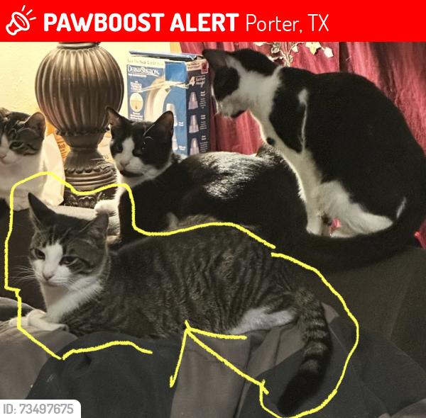 Lost Male Cat last seen Wildwood and South Wildwood, Porter, TX 77365