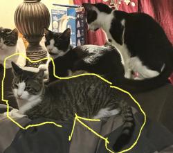 Lost Male Cat last seen Wildwood and South Wildwood, Porter, TX 77365