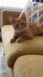 Found/Stray Male Cat last seen Near Genarina avenue, Daytona Beach, FL 32124