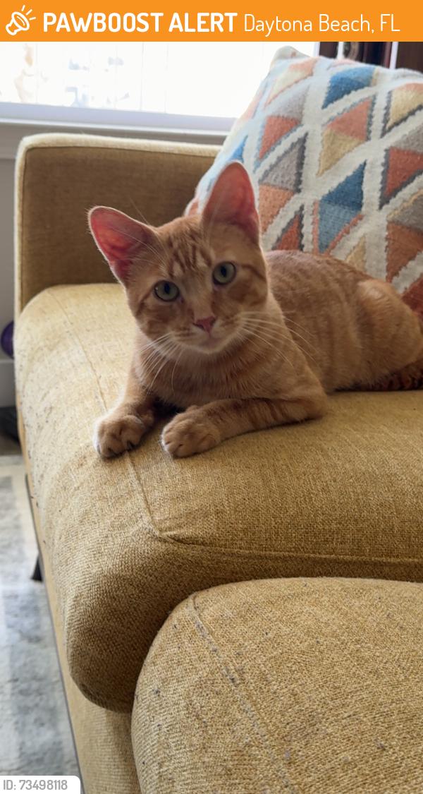 Found/Stray Male Cat last seen Near Genarina avenue, Daytona Beach, FL 32124