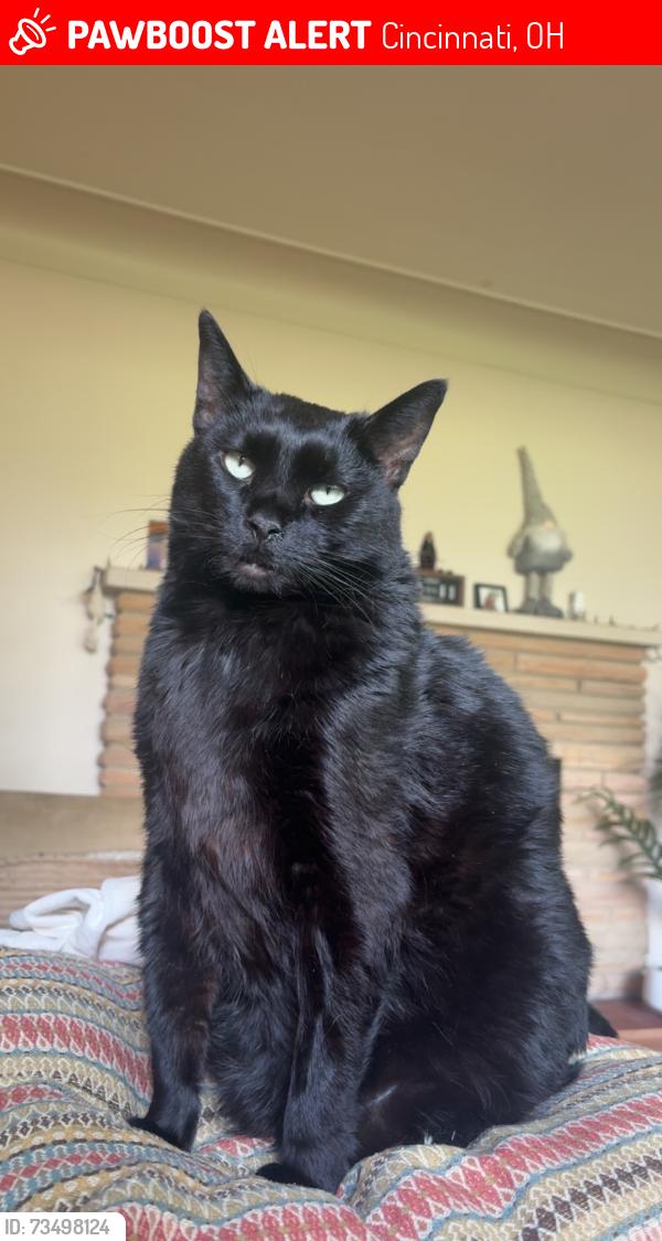 Lost Female Cat last seen Dillonvale Shopping Center, Cincinnati, OH 45236