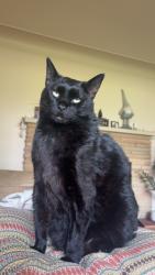 Lost Female Cat last seen Dillonvale Shopping Center, Cincinnati, OH 45236