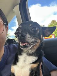 Reunited Male Dog last seen Near 23 ave Paterson nj 07513, Paterson, NJ 07513