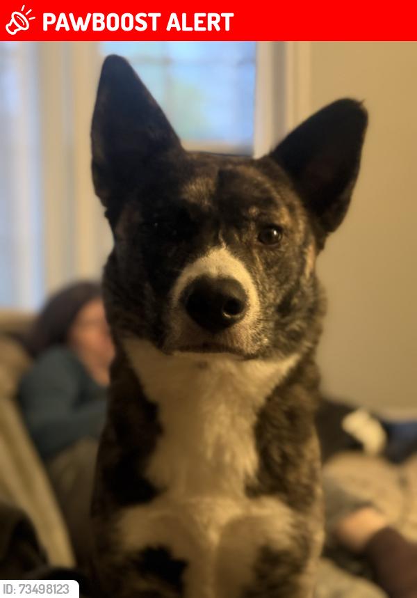 Lost Female Dog last seen Warrensville Center Rd and Traymore Rd, University Heights, OH 44118