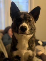 Lost Female Dog last seen Warrensville Center Rd and Traymore Rd, University Heights, OH 44118