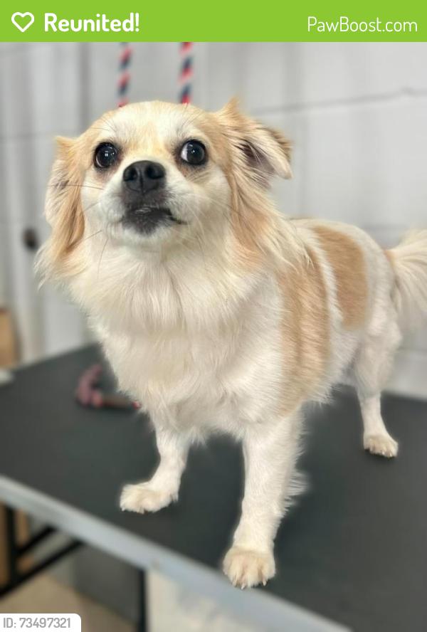 Reunited Female Dog last seen Grand and Avon, Saint Paul, MN 55105
