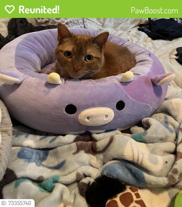 Reunited Female Cat last seen California Ave W, Saint Paul, MN 55117