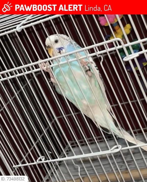 Lost Female Bird last seen millfront ct marysville, ca, Linda, CA 95901