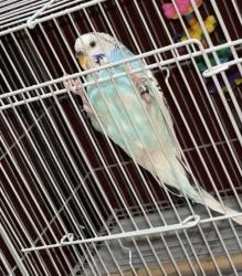 Lost Female Bird last seen millfront ct marysville, ca, Linda, CA 95901