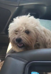 Reunited Female Dog last seen Bayou Rd, Port Barre, LA 70577