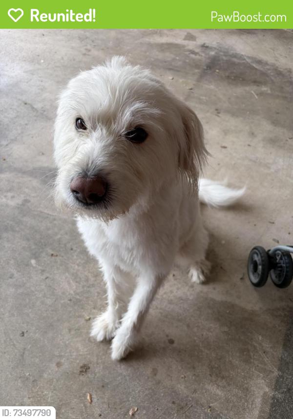 Reunited Male Dog last seen Schaffer, Elizabethtown, PA 17022