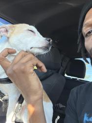 Reunited Male Dog last seen Harris teeter, Fayetteville, NC 28306