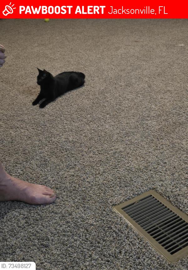 Lost Female Cat last seen Main st, Jacksonville, FL 32218