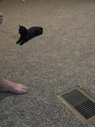 Lost Female Cat last seen Main st, Jacksonville, FL 32218