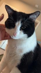 Lost Male Cat last seen Enclave at Broomfield, Broomfield, CO 80020