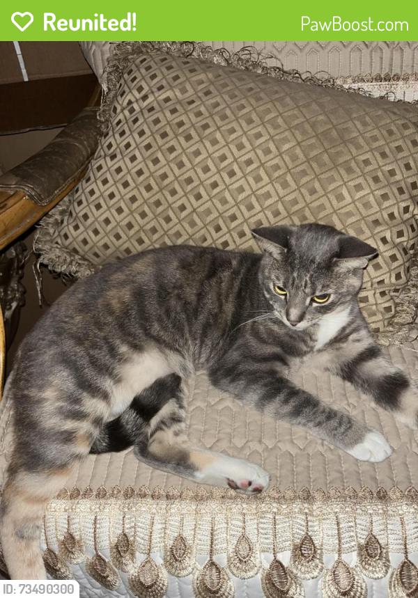 Reunited Female Cat last seen Tamarind ct, Chino Hills, CA 91709