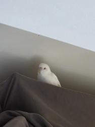 Found/Stray Unknown Bird last seen Go kia tacoma, Tacoma, WA 98402