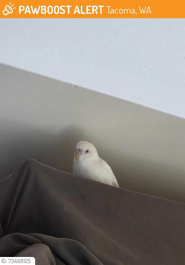 Found/Stray Unknown Bird last seen Go kia tacoma, Tacoma, WA 98402