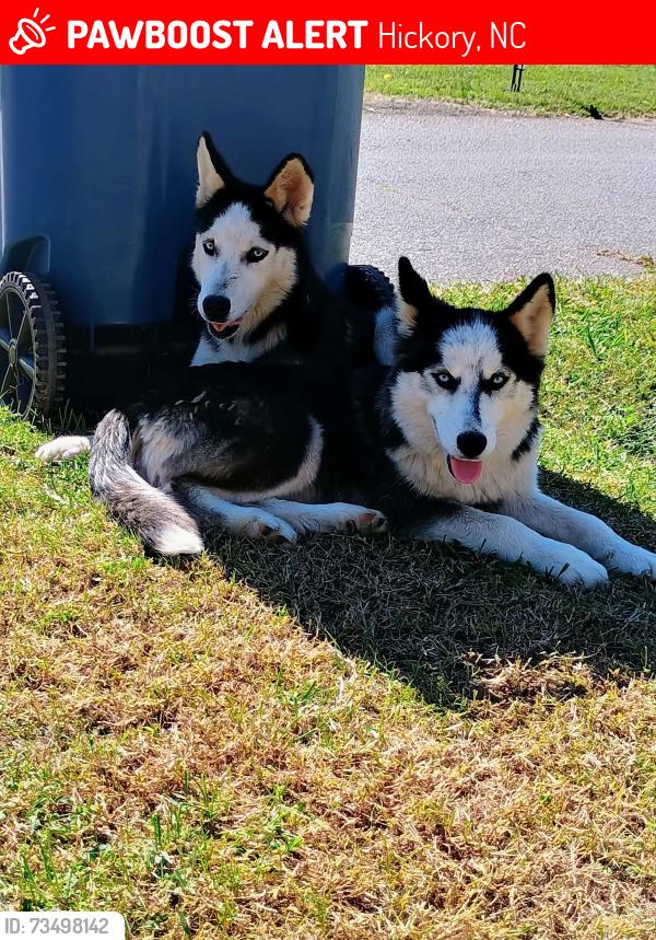 Lost Unknown Dog last seen 1st Ave. NW Hickory NC, Hickory, NC 28601
