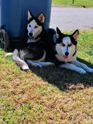 Lost Unknown Dog last seen 1st Ave. NW Hickory NC, Hickory, NC 28601