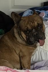 Lost Male Dog last seen Near big sky dr near oak valley and highland springs, Beaumont, CA 92223