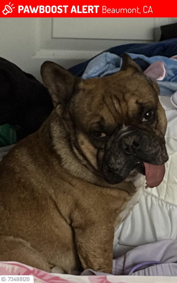 Lost Male Dog last seen Near big sky dr near oak valley and highland springs, Beaumont, CA 92223