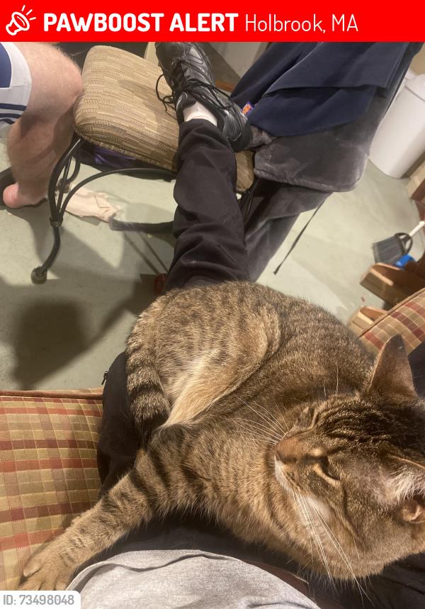 Lost Female Cat last seen Leonard lane and south st., Holbrook, MA 02343