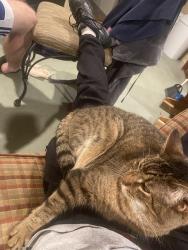 Lost Female Cat last seen Leonard lane and south st., Holbrook, MA 02343