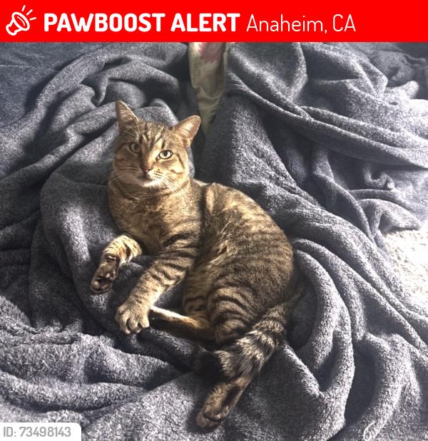 Lost Male Cat last seen Rio vista mobile homes, Anaheim, CA 92806