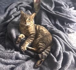 Lost Male Cat last seen Rio vista mobile homes, Anaheim, CA 92806