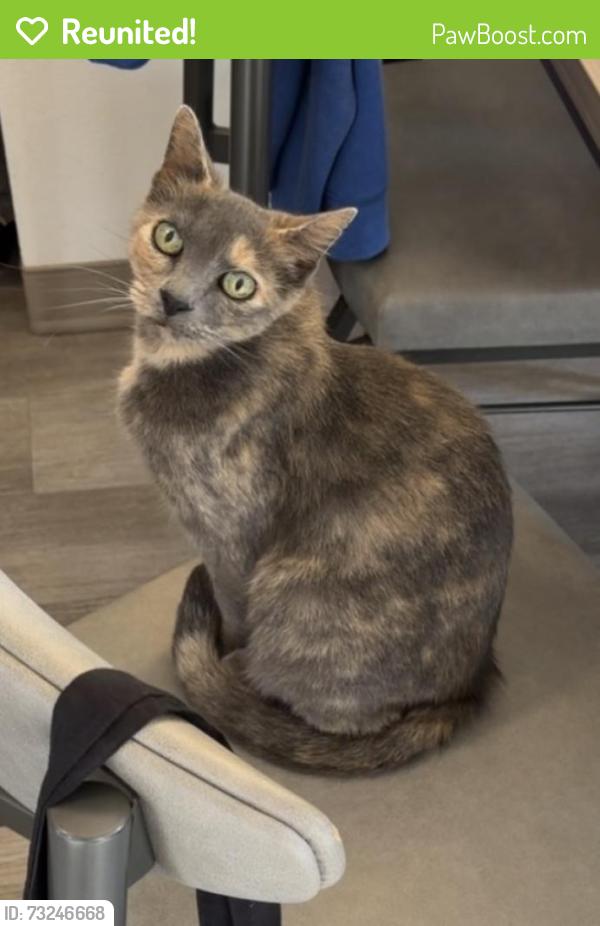 Reunited Female Cat last seen Ne multnomah & 42nd, Portland, OR 97232