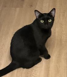Reunited Female Cat last seen Calhoun apmts, Cambridge, MN 55008