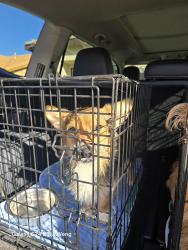 Found/Stray Unknown Dog last seen Silverado high school, Victorville, CA 92392