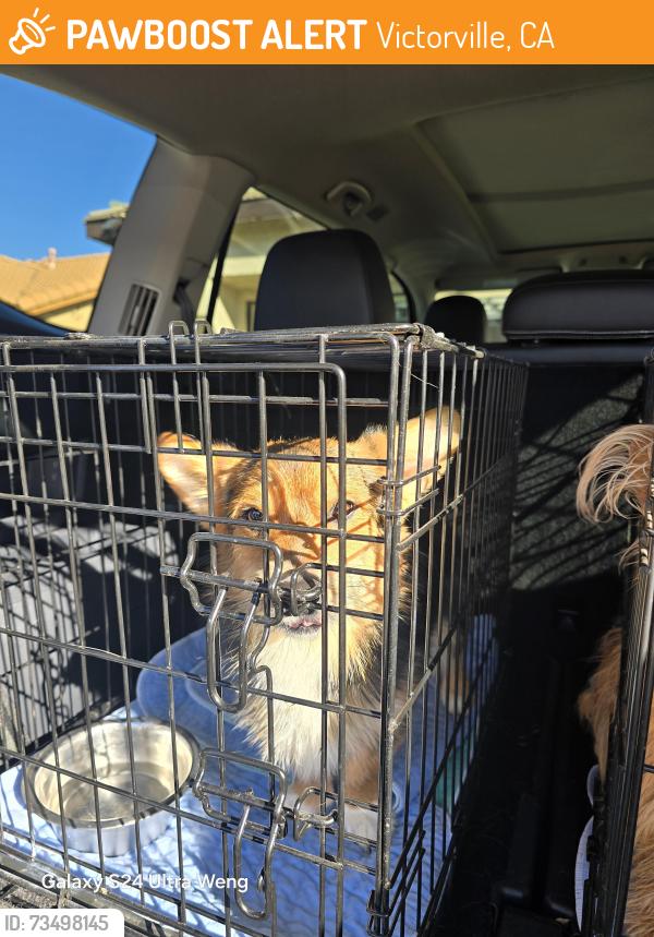 Found/Stray Unknown Dog last seen Silverado high school, Victorville, CA 92392