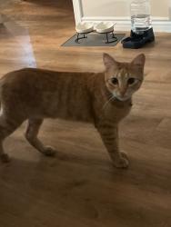 Reunited Male Cat last seen Warner/Oak St, Santa Ana, CA 92707