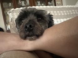 Reunited Male Dog last seen Between New York drive and Sierra Bonita Ave, Altadena, CA 91001