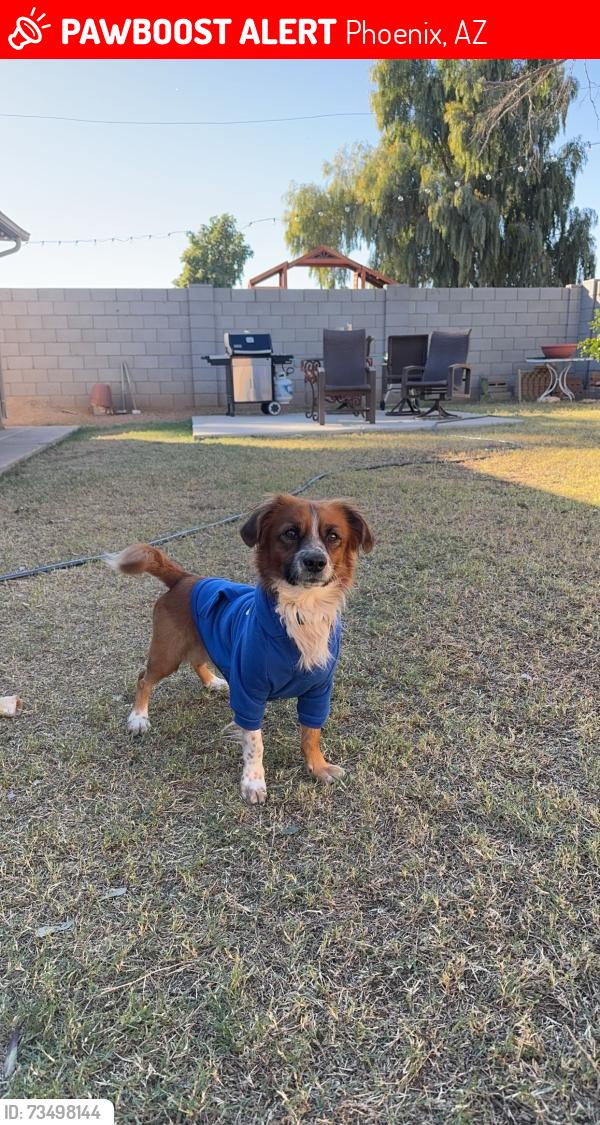 Lost Male Dog last seen Pv golf course (now closed), Phoenix, AZ 85032