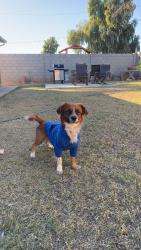 Lost Male Dog last seen Pv golf course (now closed), Phoenix, AZ 85032