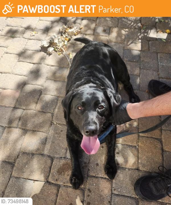 Found/Stray Unknown Dog last seen Pinery Glen Neighborhood, Parker, CO 80134