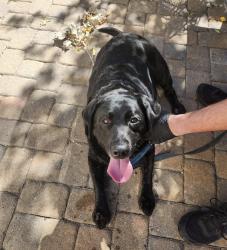 Found/Stray Unknown Dog last seen Pinery Glen Neighborhood, Parker, CO 80134