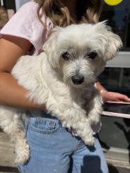 Reunited Unknown Dog last seen Hall pizza kitchen, Oklahoma City, OK 73114