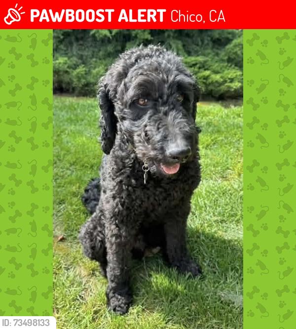 Lost Male Dog last seen Rosewood ests, Chico, CA 95973